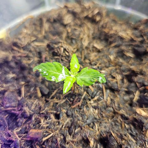 Minz Automatic  growlog timeline photo