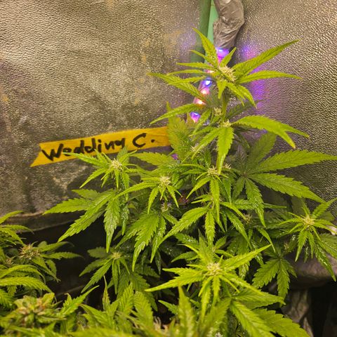 Wedding Cake Auto 2 growlog timeline photo