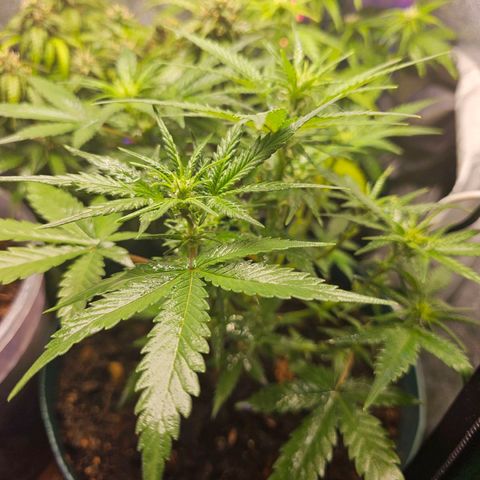 Wedding Cake Auto  growlog timeline photo