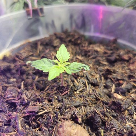 Minz Automatic  growlog timeline photo