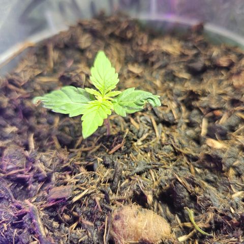 Minz Automatic  growlog timeline photo
