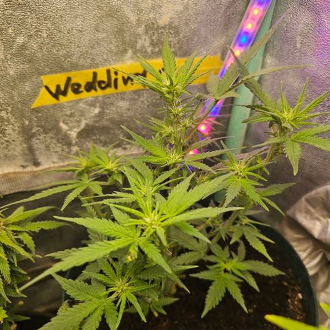 Wedding Cake Auto  growlog timeline photo