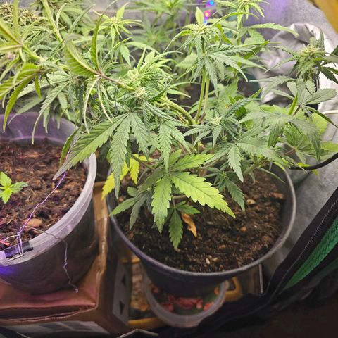 Wedding Cake Auto 2 growlog timeline photo
