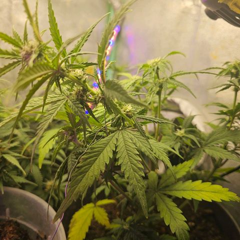 Wedding Cake Auto 2 growlog photo: Runter gebunden 