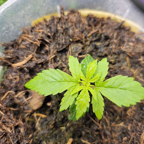 Minz Automatic  growlog timeline photo