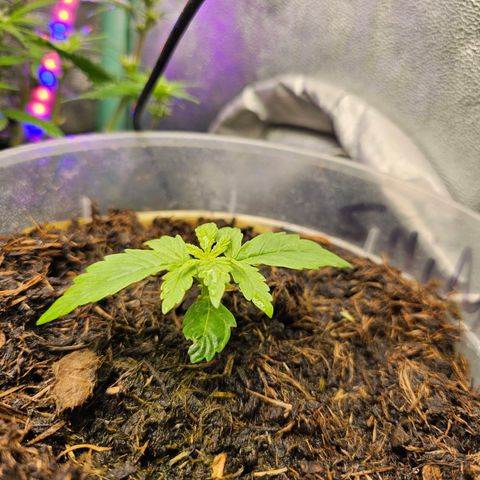 Minz Automatic  growlog timeline photo