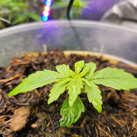 Minz Automatic  growlog timeline photo