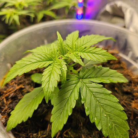 Minz Automatic  growlog timeline photo