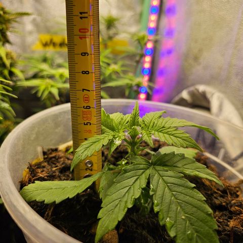 Minz Automatic  growlog photo: 5 cm und wächst stabil 👍🏼 bin zufrieden 