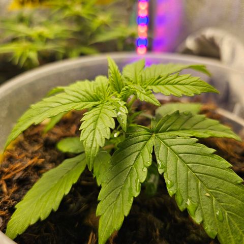 Minz Automatic  growlog photo: 5 cm und wächst stabil 👍🏼 bin zufrieden 