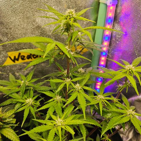 Wedding Cake Auto  growlog timeline photo