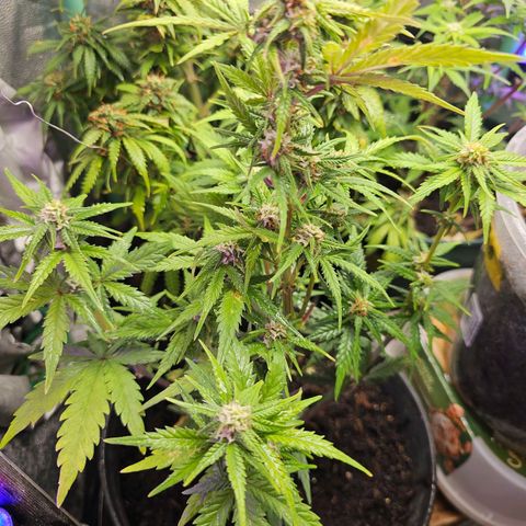 Wedding Cake Auto 2 growlog photo: Knappe 30cm hoch ... blüht schon 