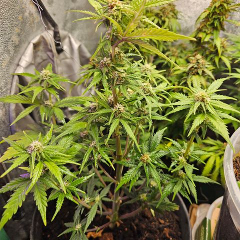 Wedding Cake Auto 2 growlog photo: Knappe 30cm hoch ... blüht schon 