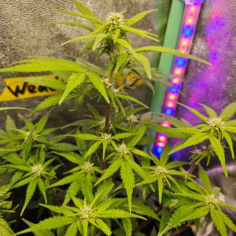 Wedding Cake Auto  growlog timeline photo