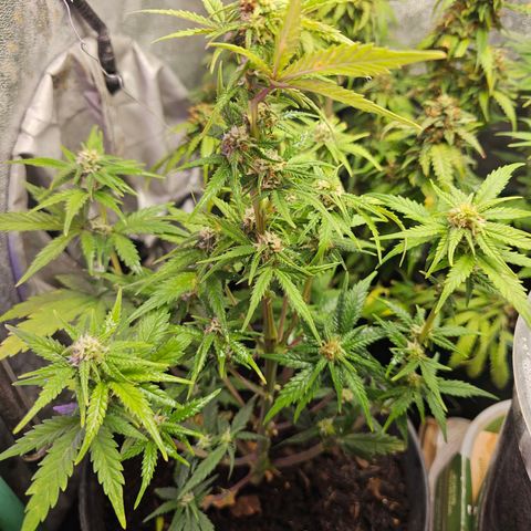 Wedding Cake Auto 2 growlog timeline photo