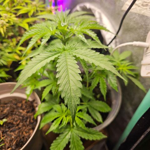 Minz Automatic  growlog timeline photo