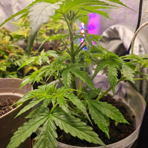 Minz Automatic  growlog timeline photo