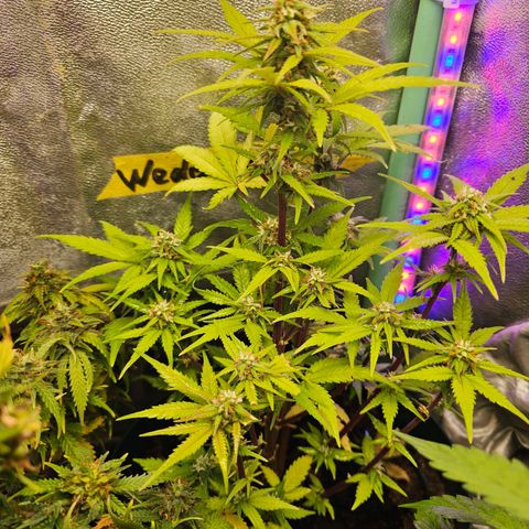 Wedding Cake Auto  growlog timeline photo