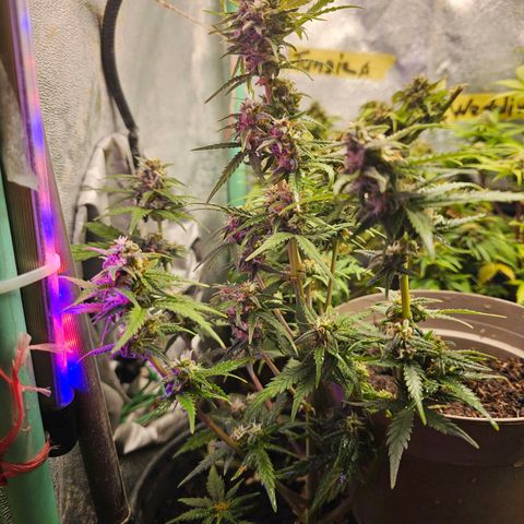 Wedding Cake Auto 2 growlog timeline photo