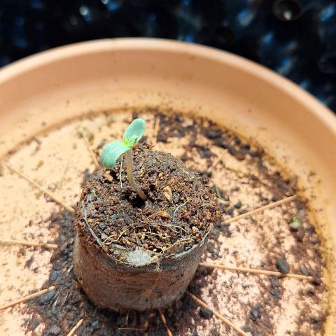 Aline Delight CBD growlog timeline photo