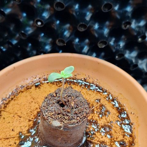Aline Delight CBD growlog timeline photo