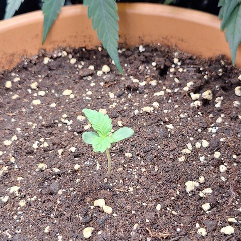 Aline Delight CBD growlog timeline photo