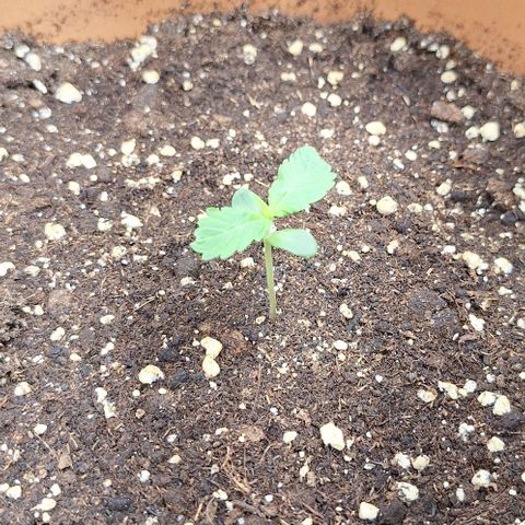 Aline Delight CBD growlog timeline photo