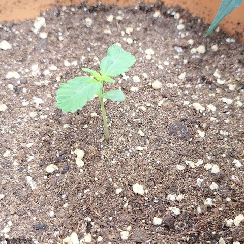 Aline Delight CBD growlog timeline photo