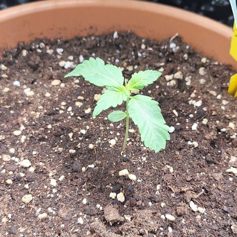 Aline Delight CBD growlog timeline photo