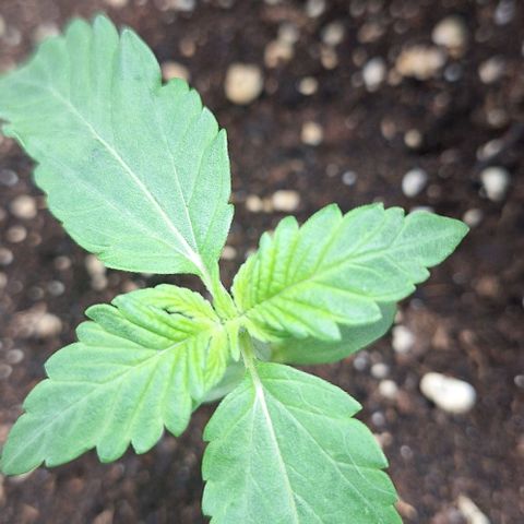 Aline Delight CBD growlog timeline photo