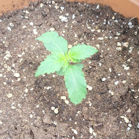 Aline Delight CBD growlog timeline photo