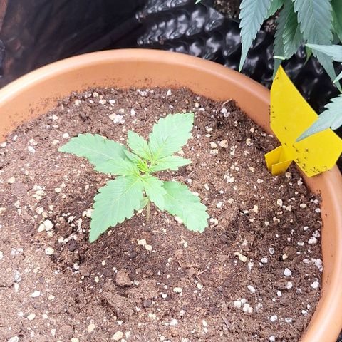 Aline Delight CBD growlog timeline photo
