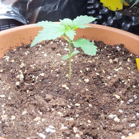 Aline Delight CBD growlog timeline photo