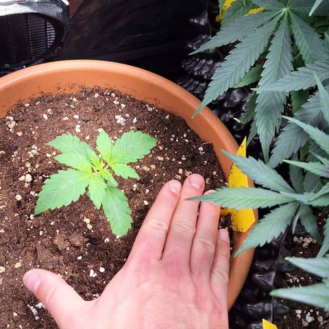 Aline Delight CBD growlog timeline photo