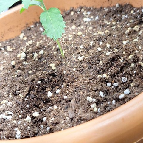Aline Delight CBD growlog timeline photo