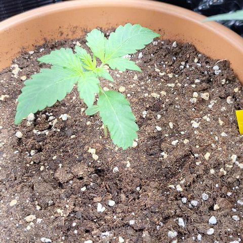 Aline Delight CBD growlog timeline photo