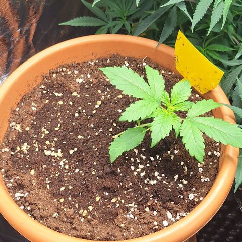Aline Delight CBD growlog timeline photo