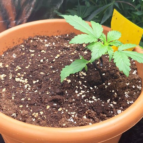 Aline Delight CBD growlog timeline photo