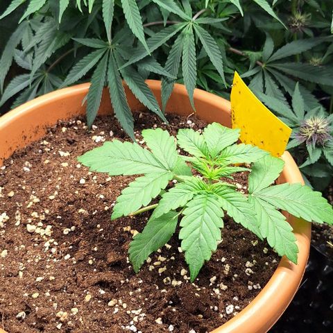 Aline Delight CBD growlog timeline photo