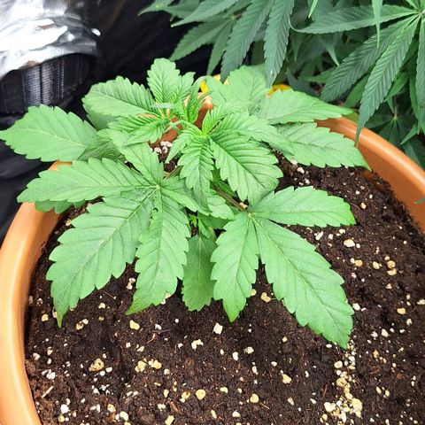 Aline Delight CBD growlog timeline photo