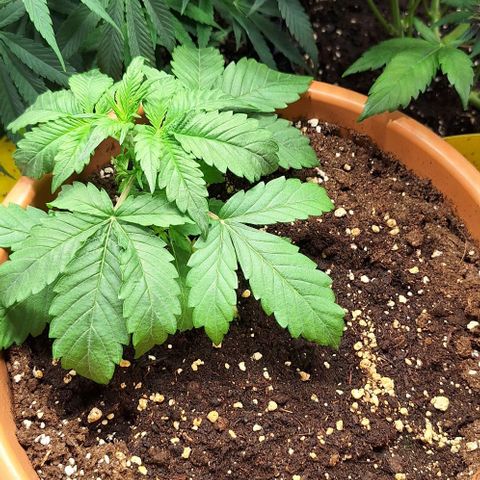 Aline Delight CBD growlog timeline photo