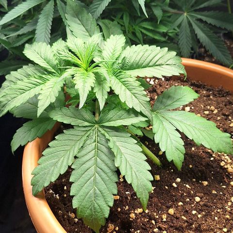 Aline Delight CBD growlog timeline photo