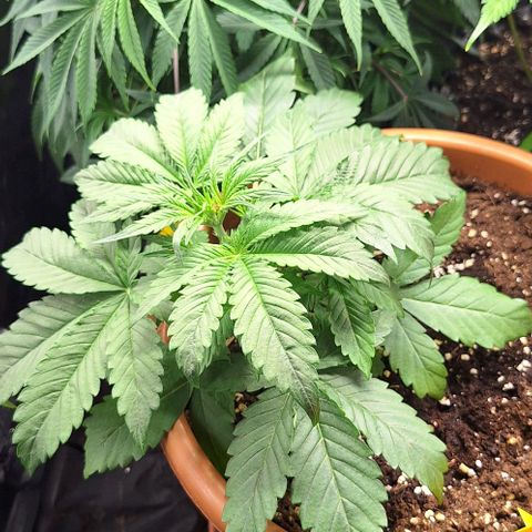 Aline Delight CBD growlog timeline photo