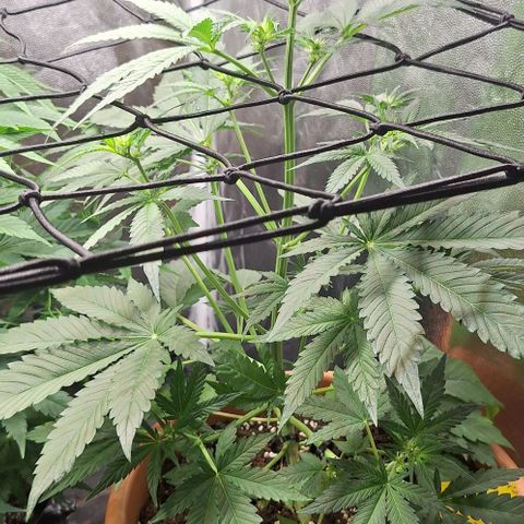 Aline Delight CBD growlog timeline photo