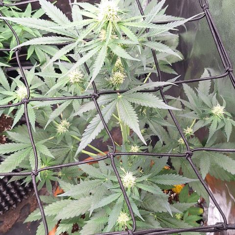 Aline Delight CBD growlog timeline photo