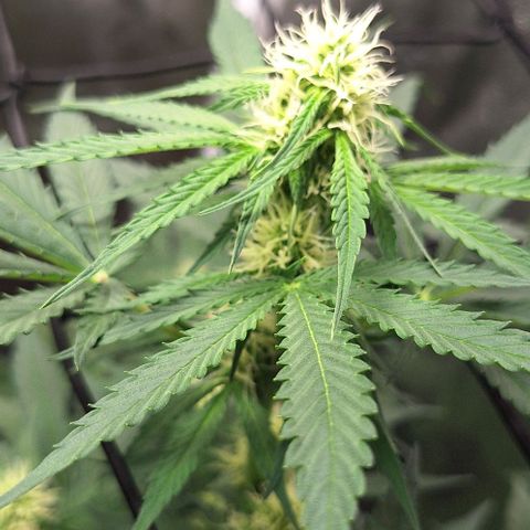 Aline Delight CBD growlog timeline photo