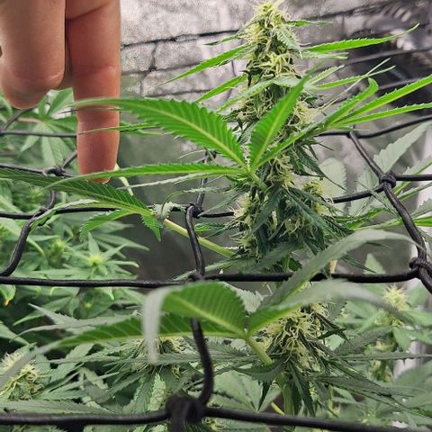 Aline Delight CBD growlog timeline photo