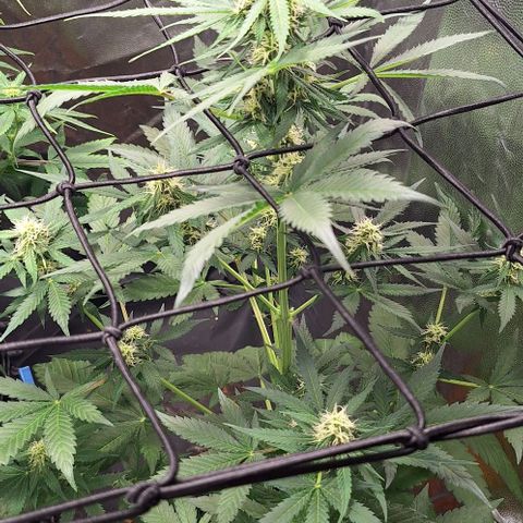 Aline Delight CBD growlog timeline photo