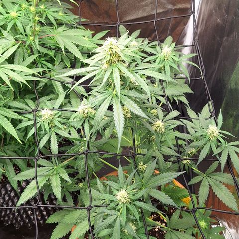 Aline Delight CBD growlog timeline photo