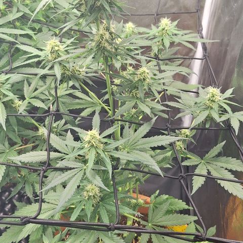 Aline Delight CBD growlog timeline photo